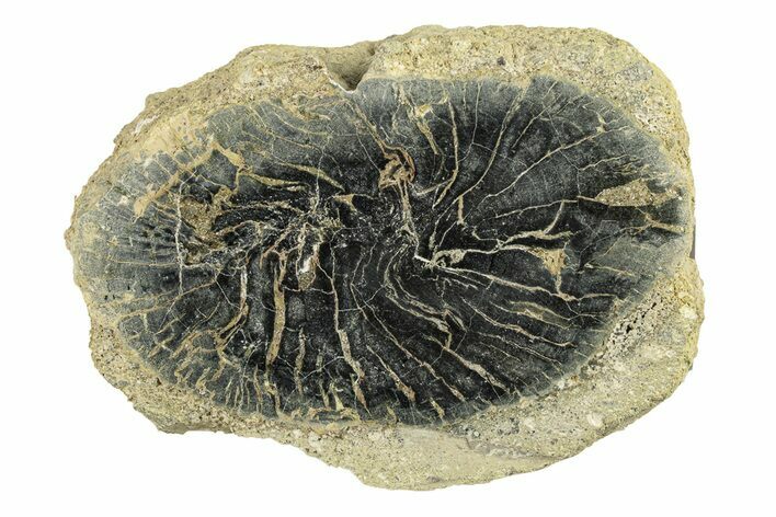 Polished Petrified Wood Limb Round - Indonesia #271463